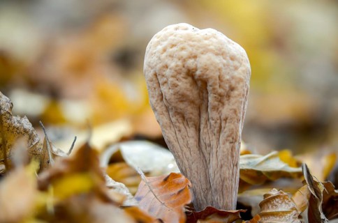 Clavariadelphus pistillaris, large Hercules leg, Hercules leg, common club coral, fungi, fungus,