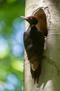 Black Woodpecker, Dryocopus Martius, Black Woodpecker, Birds, High Size, Portrait, Male, Piciform,