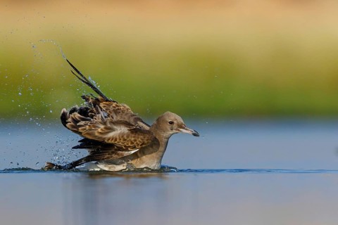 Hemprich's Gull, (Ichthyaetus hemprichii), (Larus hemprichii), Fish Eagle Gull Salalah, Raysut,