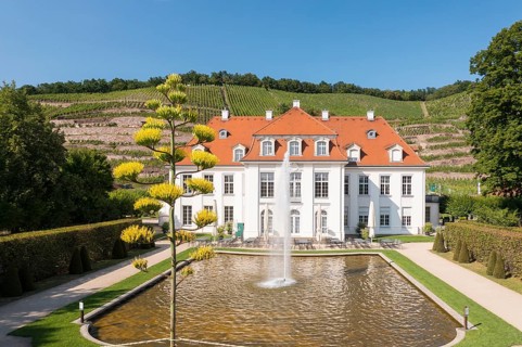A rare natural spectacle can currently be seen at Wackerbarth Castle. An agave has an inflorescence