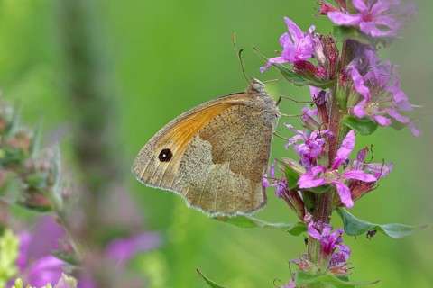 Meadow Brown (Maniola jurtina), feeding on nectar from a purple loosestrife (Lythrum salicaria)
