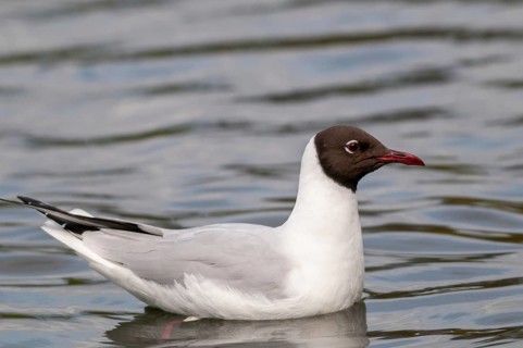 Black-headed gull, Chroicocephalus ridibundus, black-headed gull, Larus ridibundus, adult, birds,