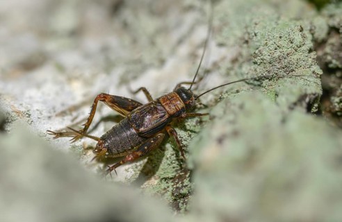 Nemobius sylvestris, forest crickets, ensifera, crickets, grasshoppers, insects, insects,