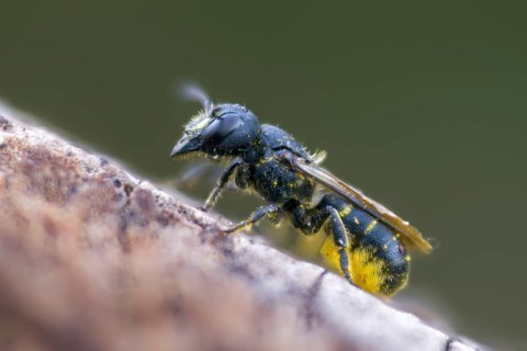 Common hole bee, common hole bee, hymenoptera truncorum, hymenoptera, hole bee, ridge-saddled