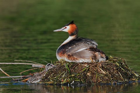 Great Crested Grebe (Podiceps scalloped ribbonfish) with chicks on the nest, North