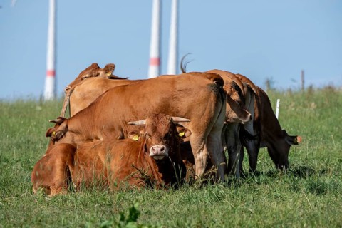 Cattle, bulls, young bulls, young cattle on a pasture, east of Paderborn, wind turbines, North