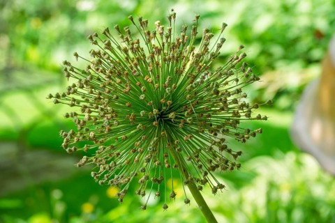 Fruit clusters of ornamental garlic (Allium sp.), inflorescence, Münsterland, North
