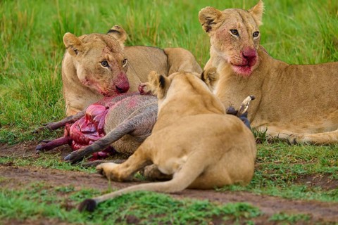 Three lions with bloodied mouths feed on their kill in the savannah: warthog (Phacochoerus
