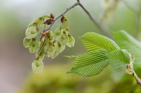 Mountain elm, ulmaceae, elm family, elm glabra, bellicose, wych elm, flora, fruit, plants, seeds