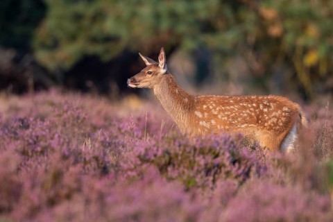 Red deer (Cervus elaphus), fawn, Hoenderloo, Gelderland, Netherlands