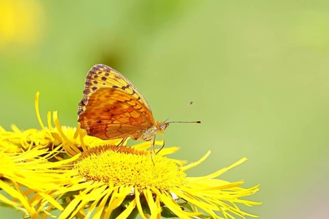 Queen of Spain fritillary (Issoria lathonia), on a yellow flower of a Great Telekie (Telekia
