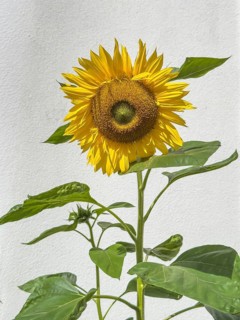 Sunflower in full bloom against white plastered house wall white background can be removed,