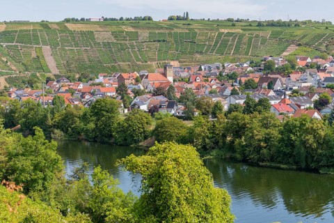 Mundelsheim am Neckar, Stuttgart metropolitan region, steep slopes, viticulture, Neckar valley,