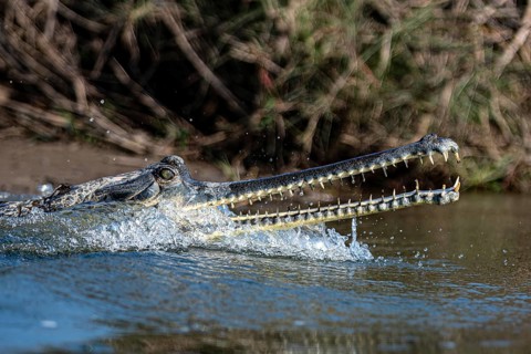 Head and snout of a Ganges gavial, also known as a gharial (Ghavialis gangeticus), Rapti River,