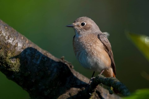 Garden redtail, Phoenicurus phoenicurus, redstart, birds, female, garden birds, passeri, songbirds,