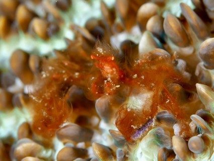 An orange crab, the orang-utan crab (Achaeus japonicus), on colourfully patterned coral formations,
