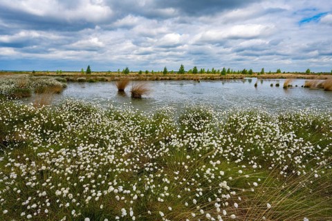 A bog with cottongrass (Eriophorum vaginatum) in spring, Goldenstedt Moor, Goldenstedt, Lower