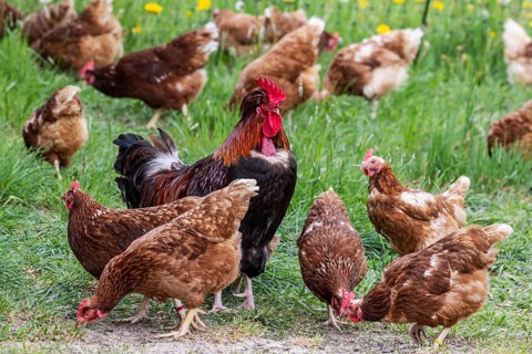 Chickens and a rooster on a poultry pasture with an outlet. St. Johann, Baden-Württemberg, Germany