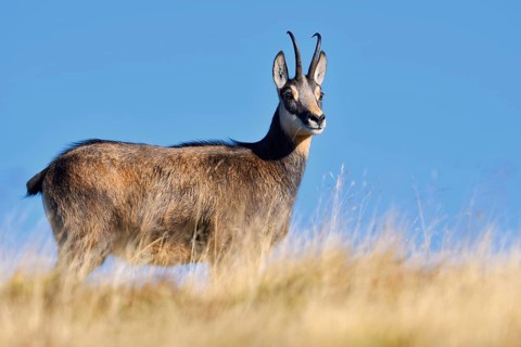 Chamois (Rupicapra rupicapra) in autumn, Vosges, France