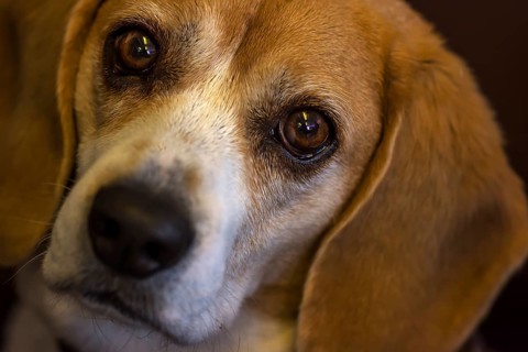 Portrait of a beagle, close up, Baden-Württemberg, Germany