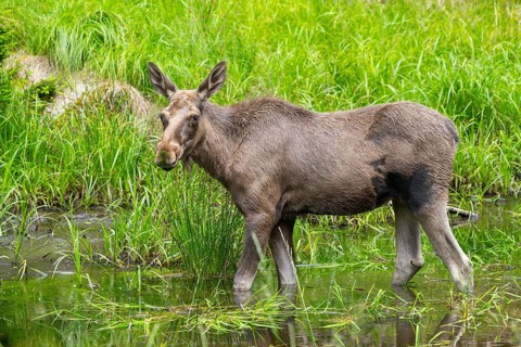 Eurasian elk (Alces alces) standing in a little swamp in early summer, Bavarian Forest, Bavaria,