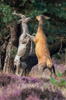 Red deer (Cervus elaphus), a young stag and an adult stag lock horns, Hoenderloo, Gelderland,