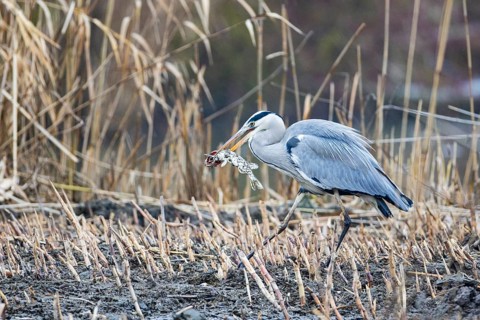 Grey heron (Ardea cinerea) Germany
