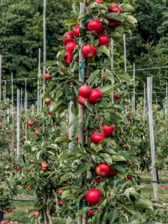 Red apples (such as the Discovery variety) in the Kivik fruit-growing district, Simrishamn