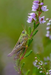 Acrididae, Caelifera, field locusts, gomphocerinae, grasshoppers, heather grasshoppers, small
