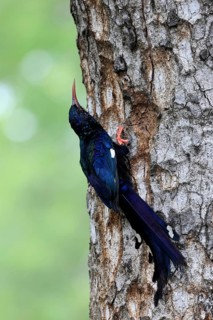 Purple-backed Woodpecker (Phoeniculus purpureus), tree-dwelling woodpecker, Kakelaar, adult, tree