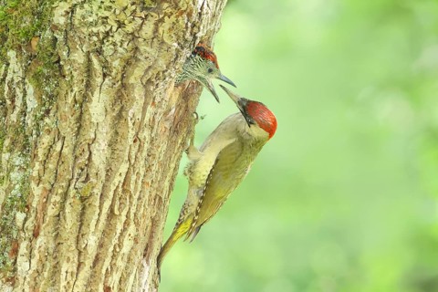 Green woodpecker (Picus viridis) female feeds young bird in breeding cavity in an old oak tree,