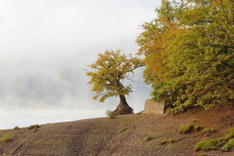Lake Eder in the mist, an oak tree (Quercus) on the shore, autumn, the Eder Dam, Hesse, Germany