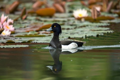 Aythya fuligula, heron duck, tufted duck, anatidae, birds, ducks, ducks, ducks, male, birds,