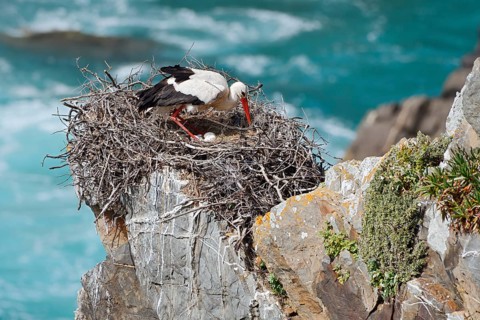 A white stork (Ciconia ciconia) stands on a nest containing eggs on the rocky coast, Parque Natural