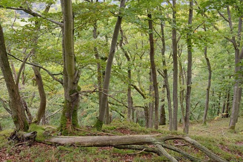 Deciduous forest with dead wood on a steep slope towards Edersee, forest soil with mosses, autumn,