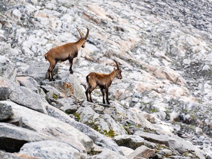 Ibex (Capra ibex), Venediger Group, Hohe Tauern National Park, Salzburg, Austria