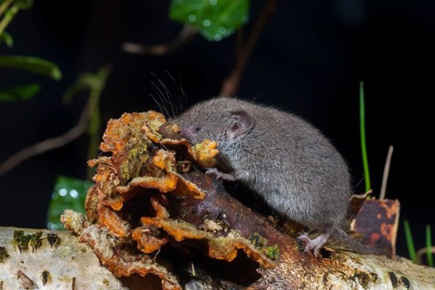 Crocidura Russula, Greater White-Toothed Shrew, House Shrew, Insectivora, Insectivora, Adolescent,