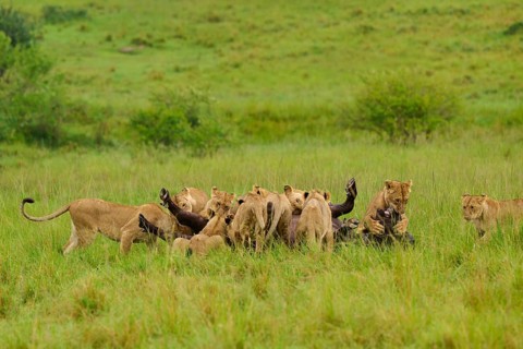 A pride of lions in the savannah, showing social interaction between wild animals in their natural