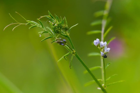 Wild vetch, ervum hirsutum, rough haired vetch, vicia hirsuta, flora, hairy tare, hairy vetch,