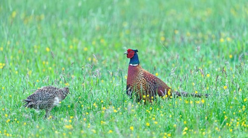 A pheasant cock (Phasianus colchicus torquatus) in a colourful meadow