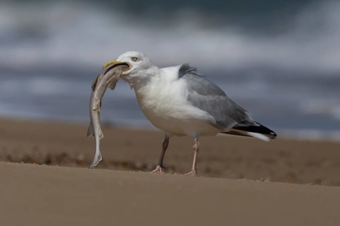 Herring gull (Larus argentatus) adult seagull bird feeding on a dogfish fish on a beach, England,
