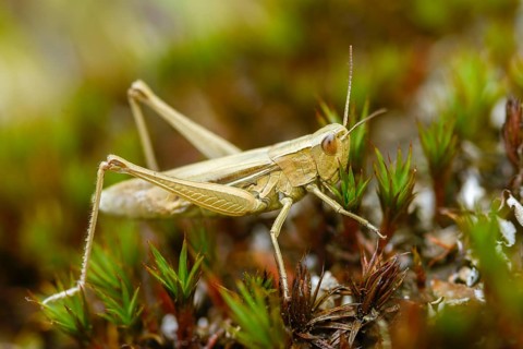 Acrididae, Caelifera, Chorthippus albomarginatus, field locusts, gomphocerinae, grasshoppers,