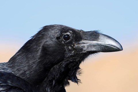 African Northern Raven (Corvus corax tingitanus), portrait, Fuerteventura, Canary Islands, Spain