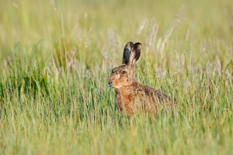 A brown hare (Lepus europaeus) sitting in a wild meadow, North Rhine-Westphalia, Germany