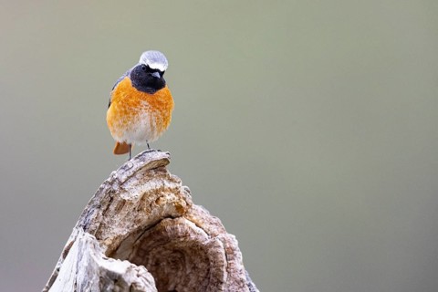 Redstart (Phoenicurus phoenicurus) ml Germany