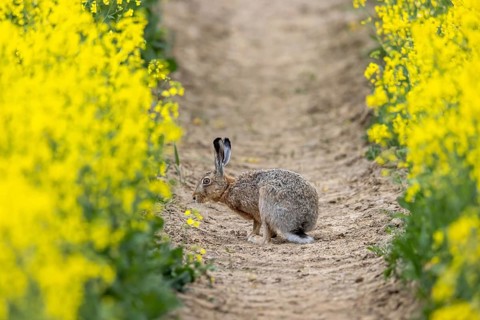 European brown hare (Lepus europaeus) foraging in flowering rapeseed field in spring