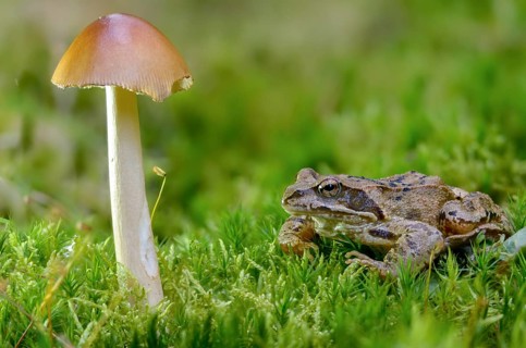 Amanita Fulva, Common Frog, Fuxy Vaginal Stripe, Fox Red Stripe, Yellow-Brown Vaginal Stripe,