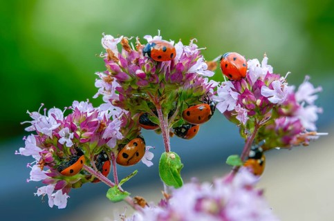 Coccinella septempunctata, seven-spotted ladybird, beetle, coleoptera, insects, beetles, seven-spot