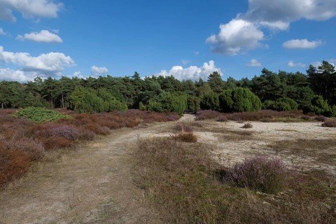 Juniper (Juniperus communis) in heathland, Emsland, Lower Saxony, Germany