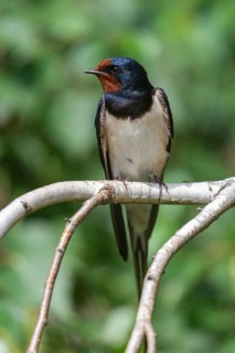 Hirundo rustica, barn swallow, birds, high size, portrait format, passeri, swallows, songbirds,